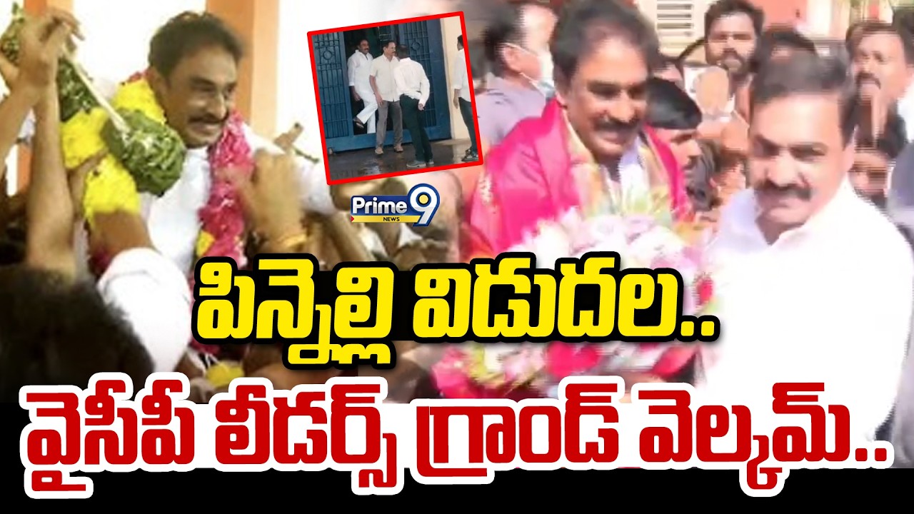 పిన్నెల్లి విడుదల.. వైసీపీ లీడర్స్ గ్రాండ్ వెల్కమ్.. | Pinnelli Ramakrishnreddy Release | Prime9News