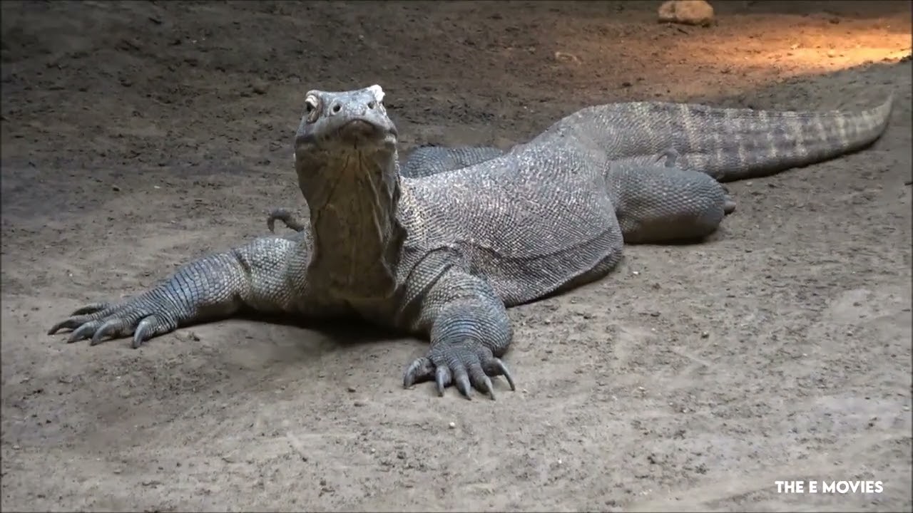 Komonovaraan Diergaarde Blijdorp