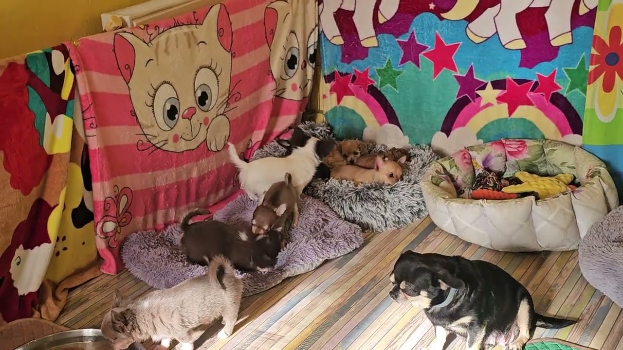Адаптация собаки в новом доме Собаке нужна собака 🐕 Питомник чихуахуа и пудель Кастропуло Крым 