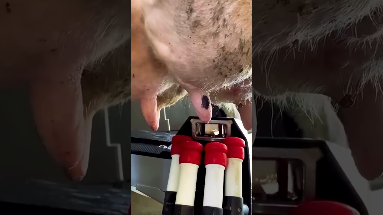 This Machine Milks Cows by Itself Modern Farming #shorts