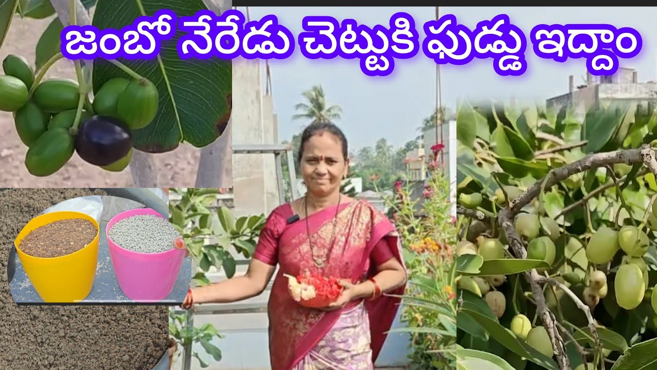 జంబో నేరేడు చెట్టుకి ఎరువులు ఇద్దాం #మాబుజ్జితోటఛానల్