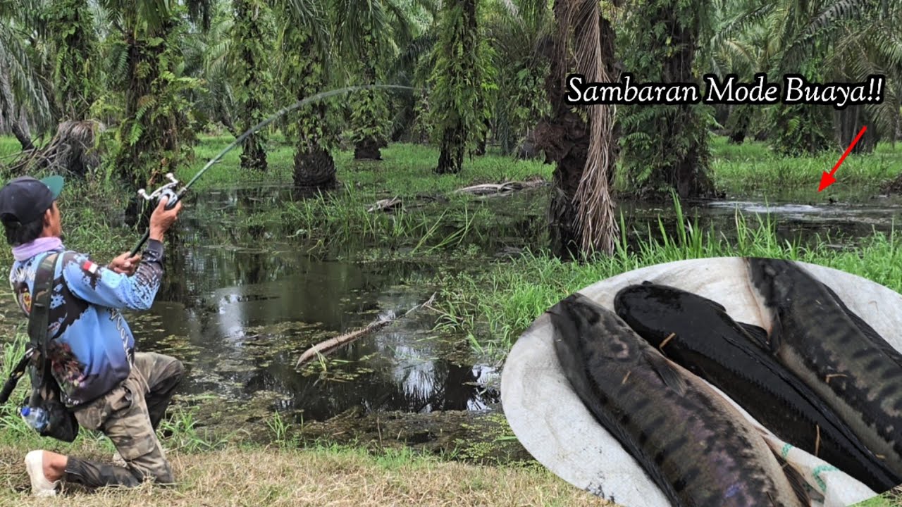 Keganasan Toman Monster di kebon sawit Bikin panik