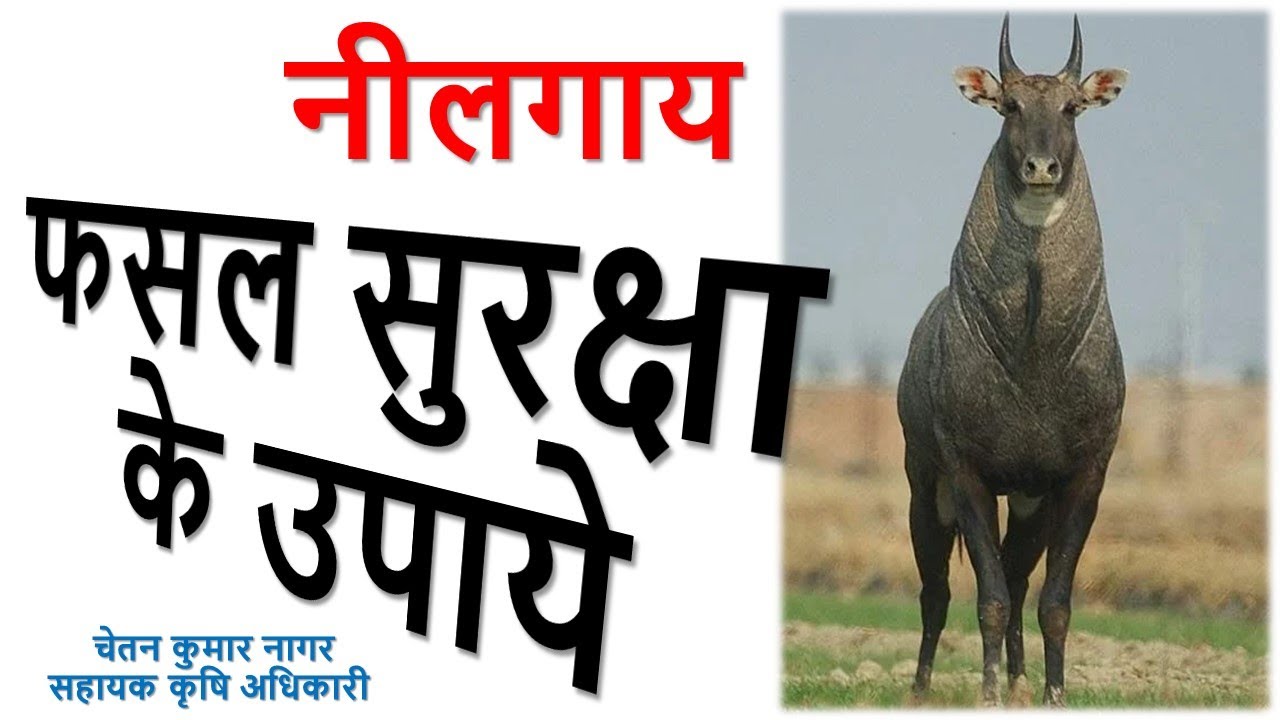 नीलगाय से फसल को कैसे बचाए nilgai se fasal ko kaise bachaye how to save crop from bulebull or nilgai