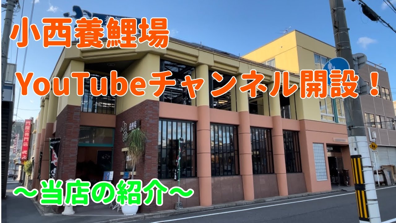 小西養鯉場YouTubeチャンネル開設！