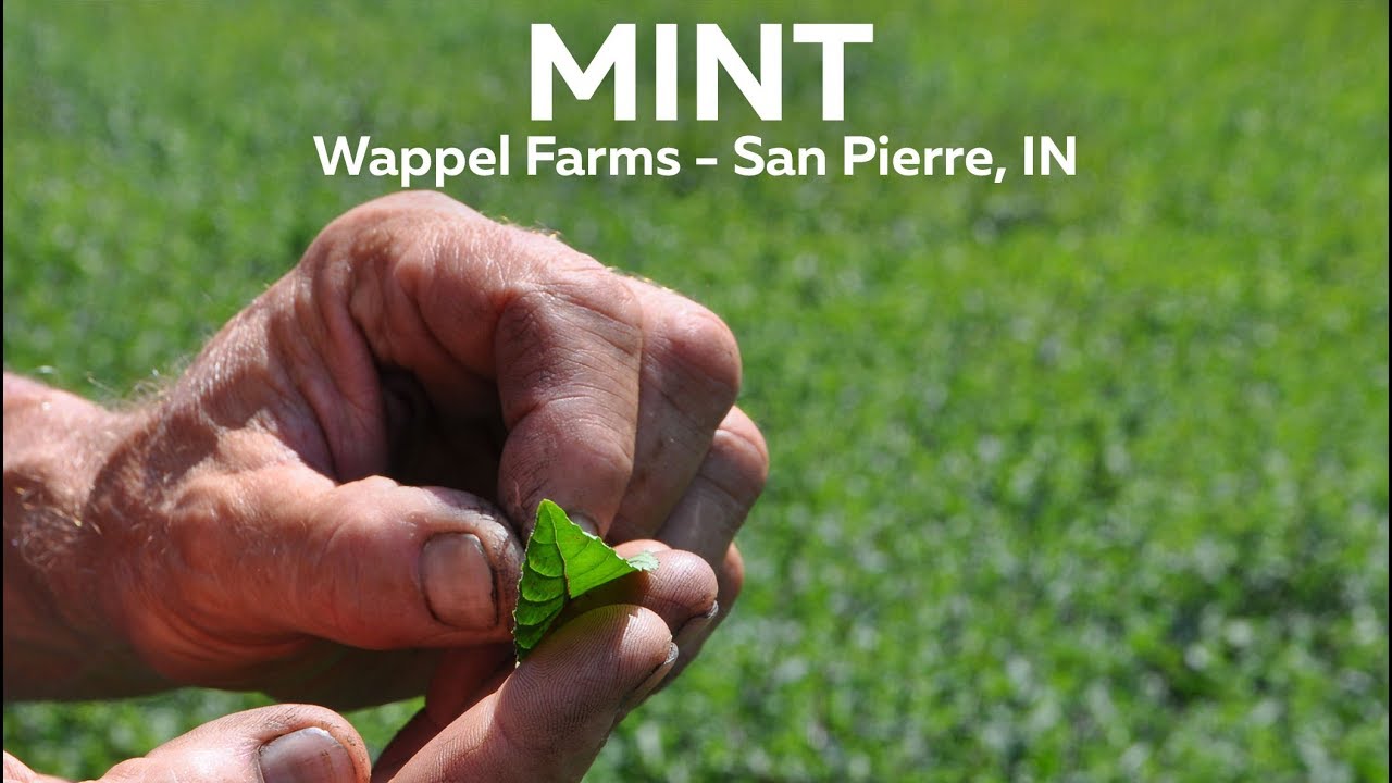 Indiana Mint Farmer - Wappel Farms, San Pierre, IN
