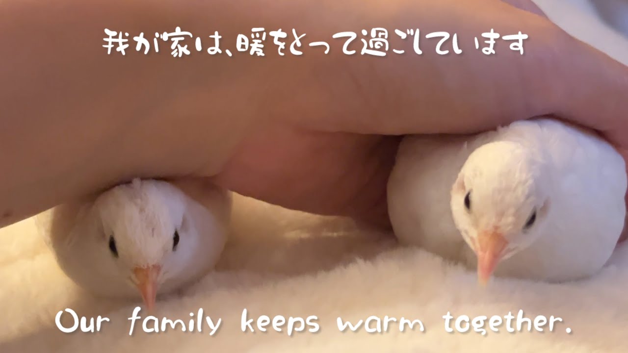 我が家は、暖をとって過ごしています