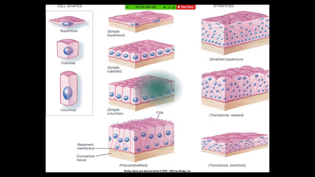Epithelial Tissue / د. طالب الموسوي