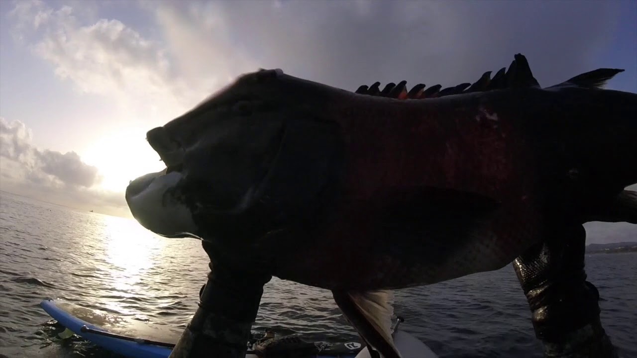 Huge Southern California Sheepshead caught freedive spearfishing