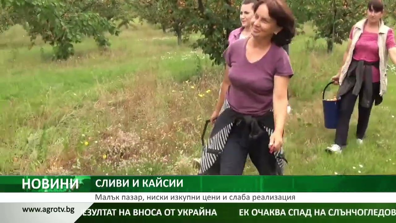 СЛИВИ И КАЙСИИ: Малък пазар, ниски изкупни цени и слаба реализация