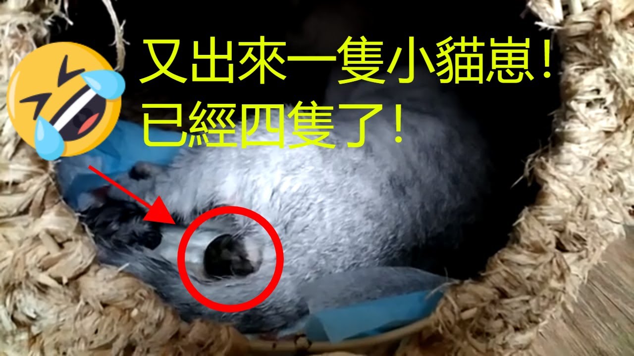 貓咪生產過程|我家貓咪的生產過程超清晰呈現，本人实拍（第三部分）