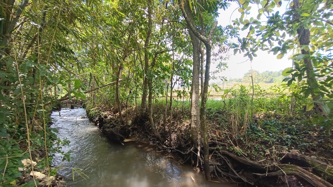Dijual tanah pekarangan nempel sungai dan view sawah ✅