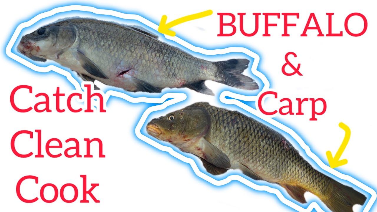 How to cook CARP and Buffalo fish {Catch Clean Cook} #howtocook  #carp #catchcleancook