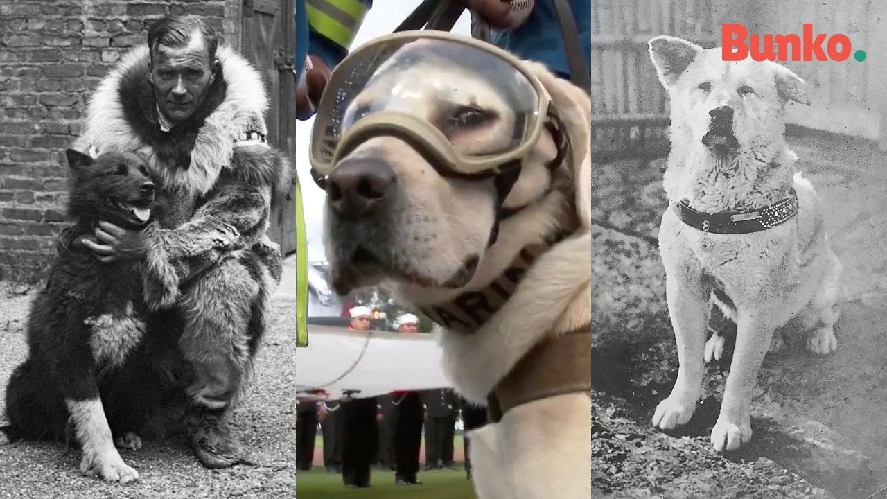 D&iacute;a del perro: top 5 de lomitos que dejaron huella en el mundo🥹🐾.