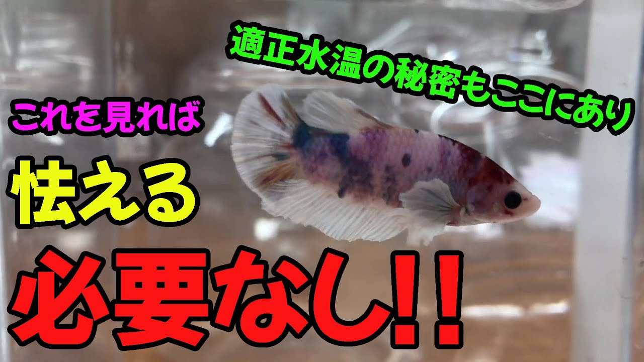 【病気・治療】事前にこれを意識するべき！！コショウ病の原因と治し方【ベタ】