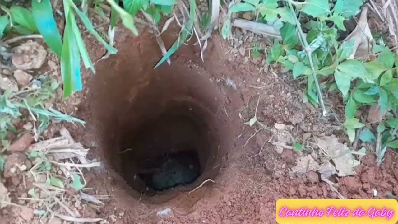 Algo estranho surgiu no meu quintal um Mistério Descoberta assustadora. 
