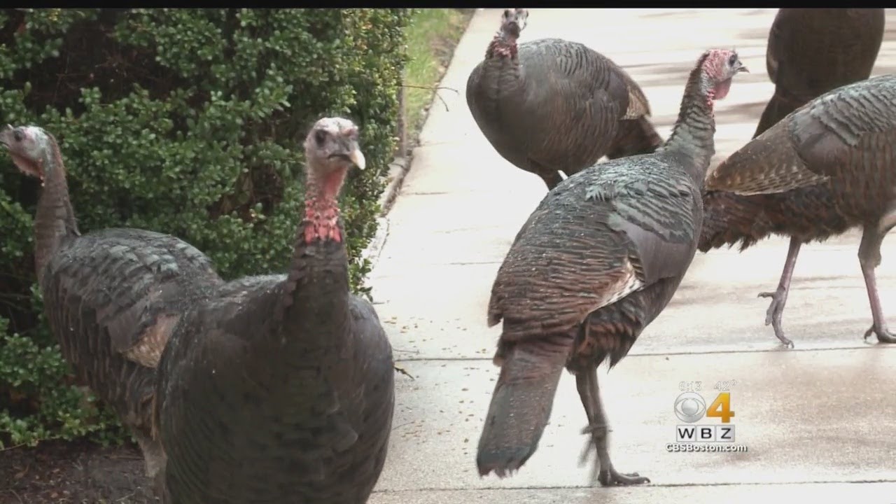 Wild Turkeys Make Big Comeback In Boston Area