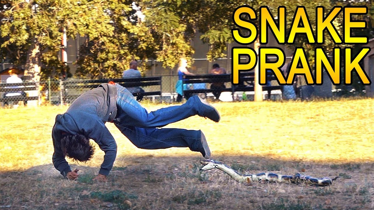 AGRESIVN&Iacute; HAD &Uacute;TOČ&Iacute;  - ANAKONDA PRANK