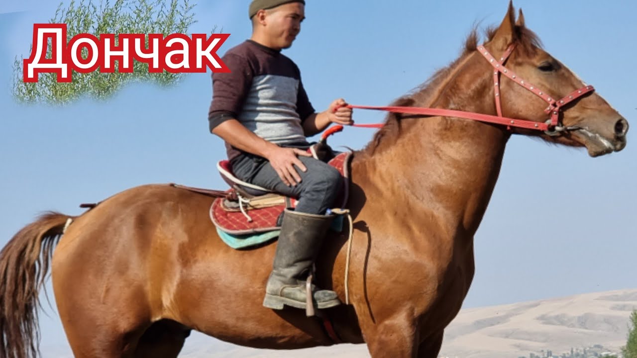 ДОНЧАК 💥 Замир  акеден Кыргыз Ата Ак Булак айылы