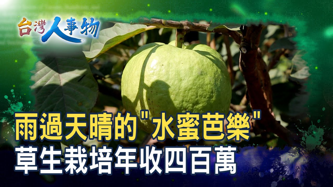 喝奶長大的“水蜜芭樂”｜綠創頂級芭樂｜【台灣人事物】2025.10.04