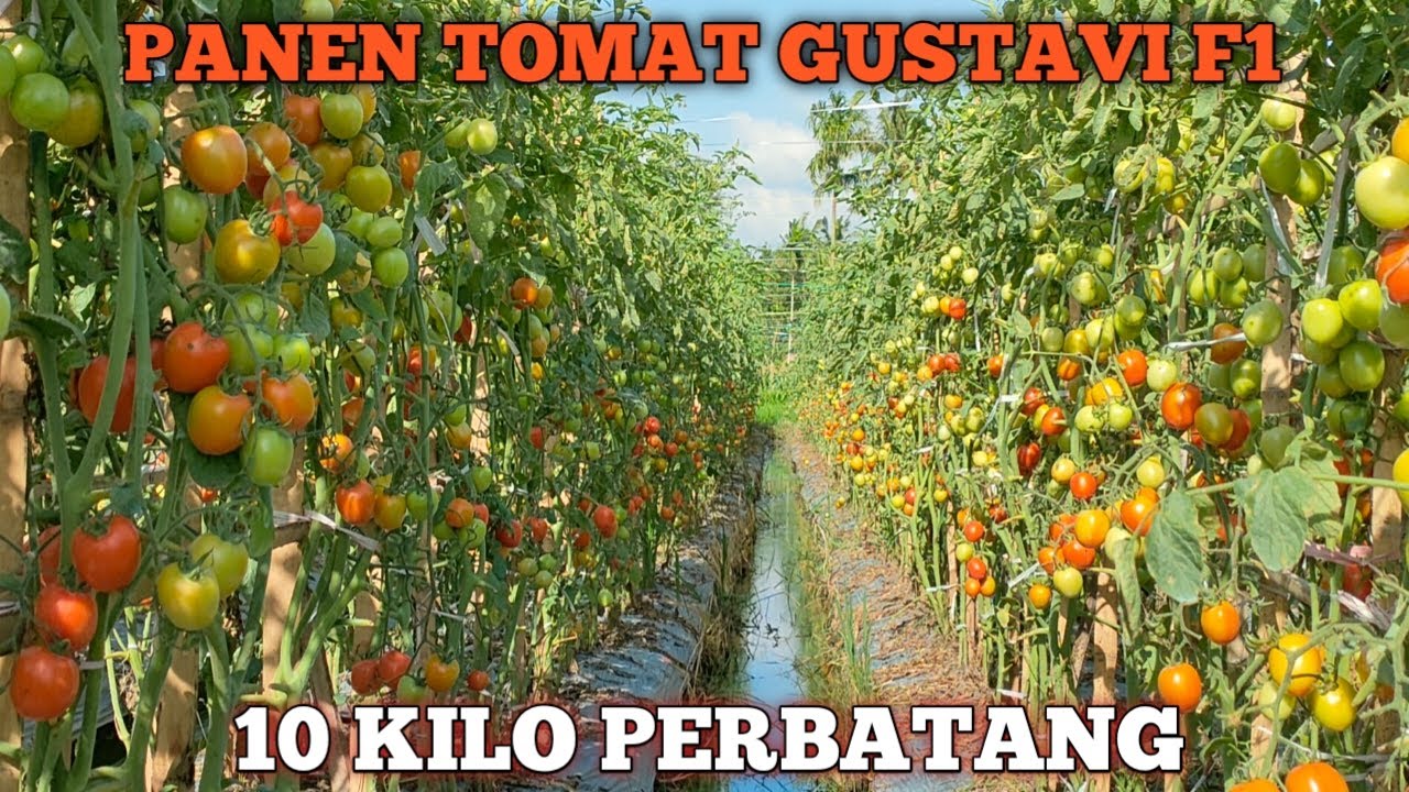 PANEN TOMAT GUSTAVI F1| BUAHNYA SUPER JUMBO~10KILO PERBATANG