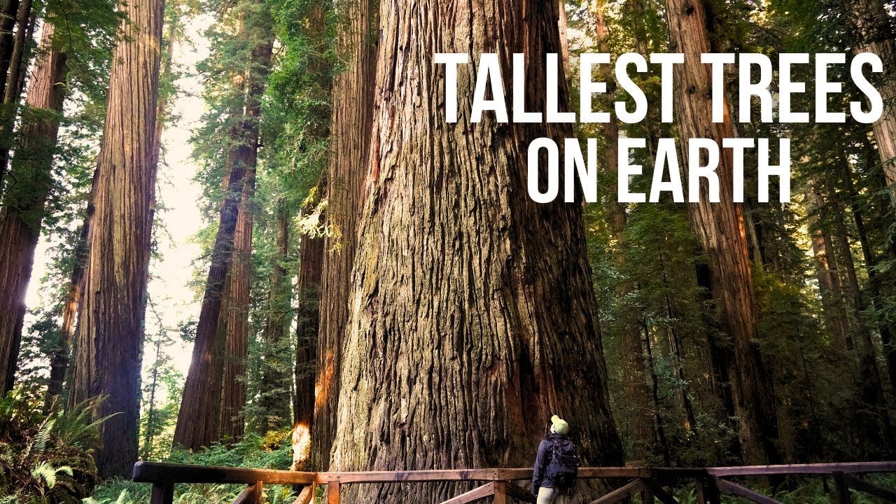 1 Day in Redwood National & State Parks | Fern Canyon, Big Tree & More!!