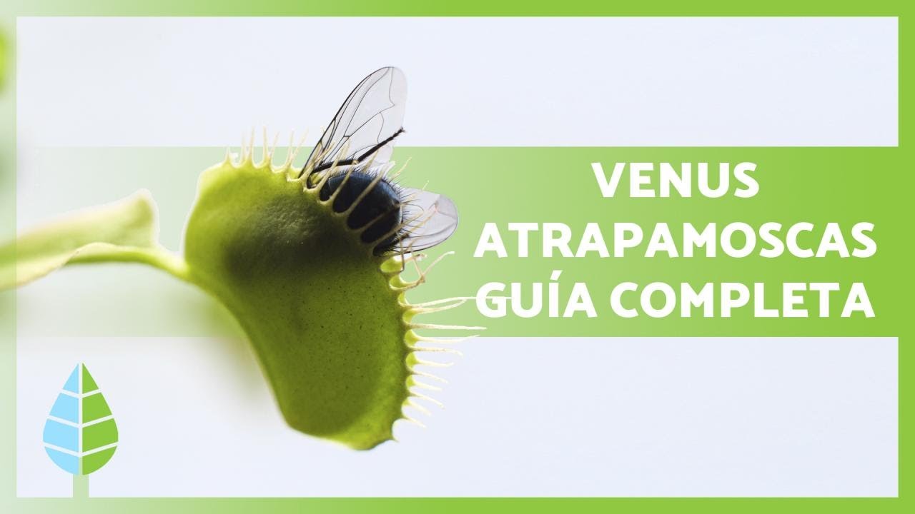 CUIDADOS de la VENUS ATRAPAMOSCAS 🌱🦟 &iexcl;Sustrato, REPRODUCCI&Oacute;N, trasplante y m&aacute;s!