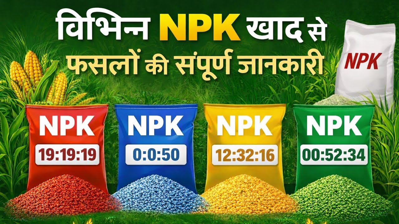 NPK 19:19:19 | NPK 0:52:34 | NPK 0:0:50 का सही उपयोग!खेती में भरपूर पैदावार#NPK191919#NPK05234#0050