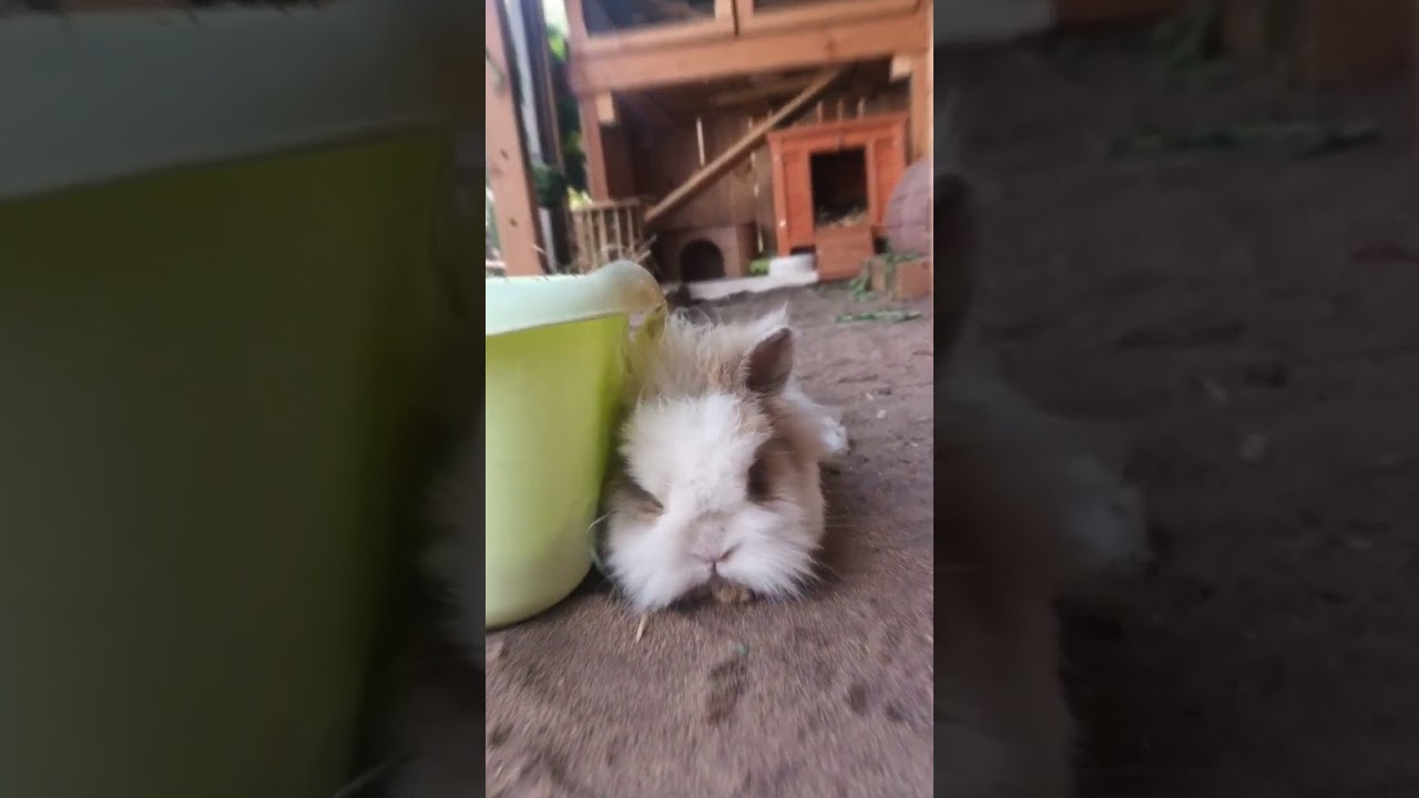 Das ist Flecki❤️