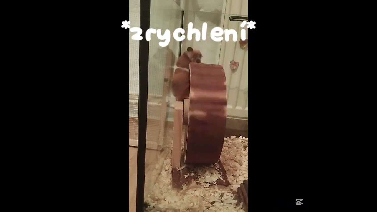 Proč je hrabalka malej blázen?#krecek 