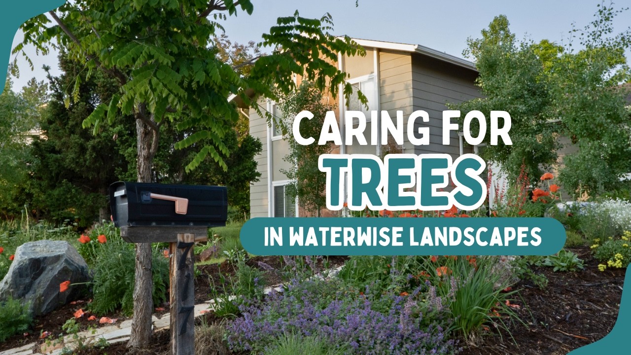 Caring for Trees in Waterwise Landscapes
