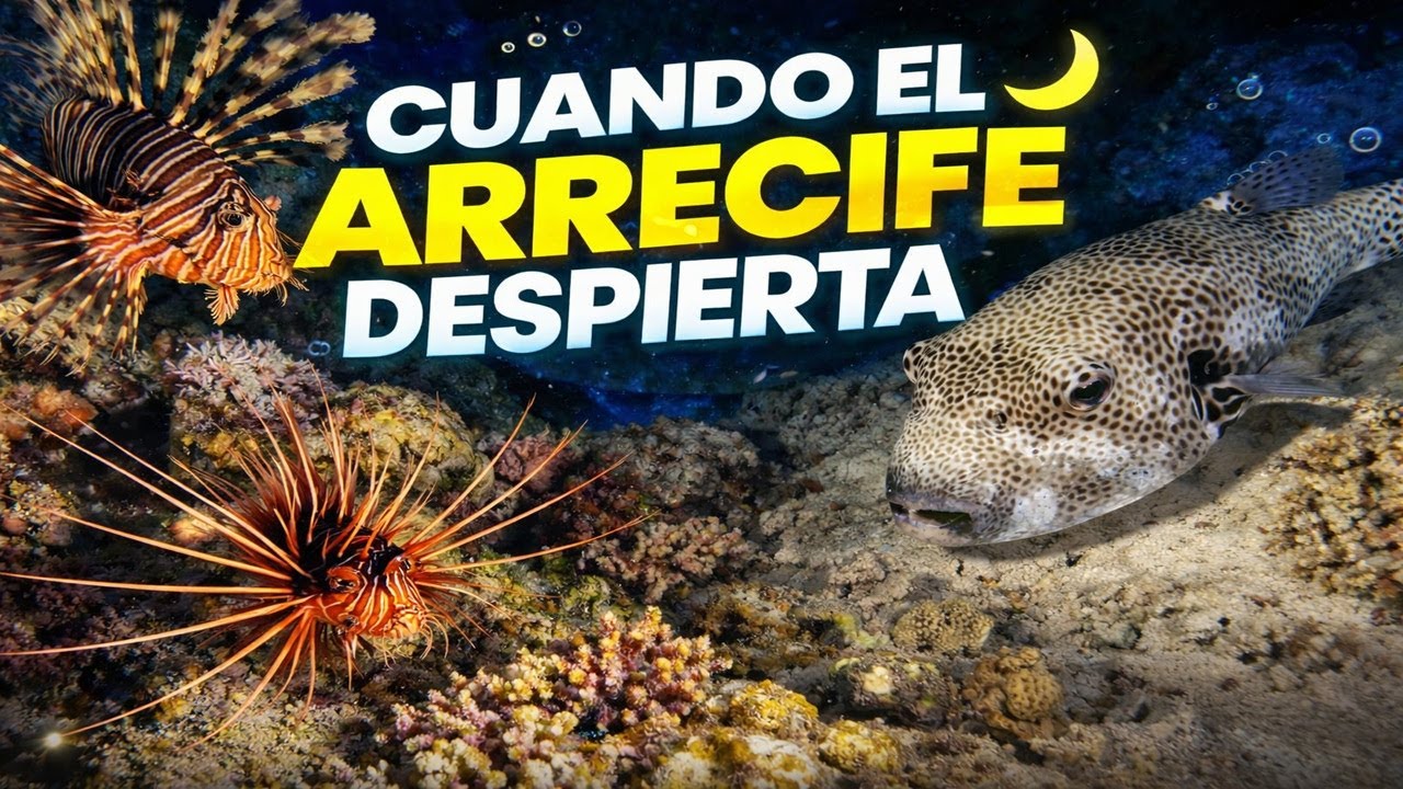 Cuando el Arrecife Despierta 🌙 | Buceo Nocturno en Egipto – Mar Rojo #2