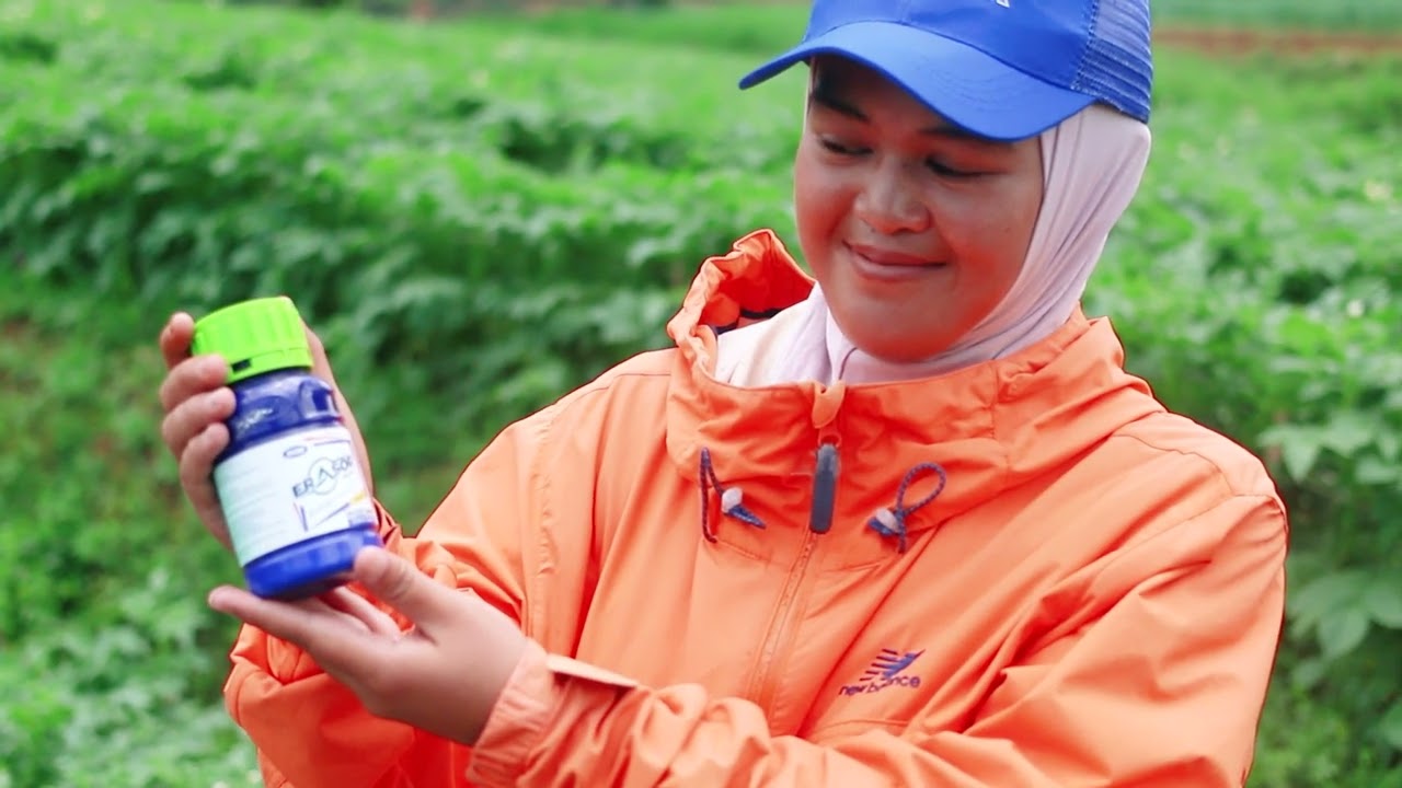 CUKUP SEKALI SEMPROT, GEJALA BUSUK KENTANG MULAI MENGERING!