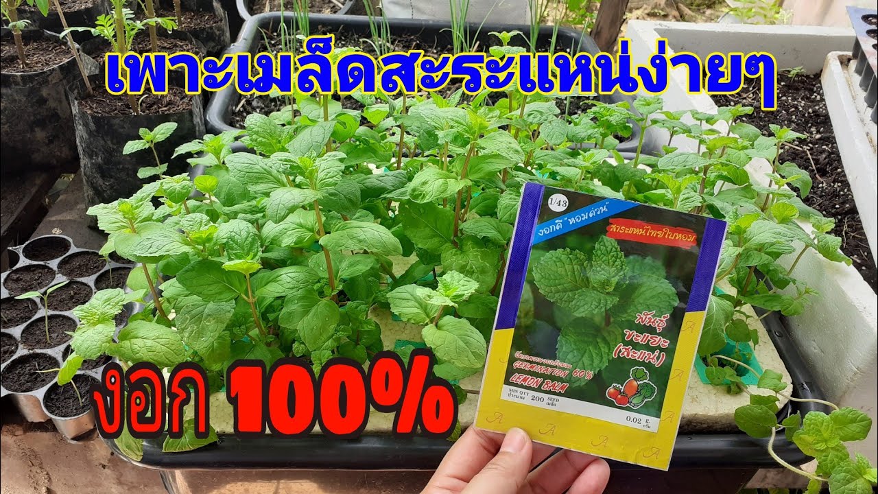 เคล็ดลับ #การเพาะเมล็ดสะระแหน่ ง่ายๆงอก100% #สะระแหน่ไร้ดิน #hydroponics