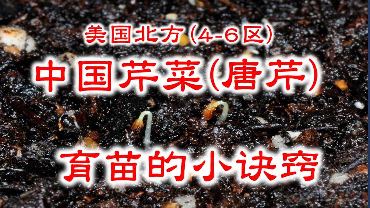 中国芹菜（唐芹）的育苗（美国北方4-6区）