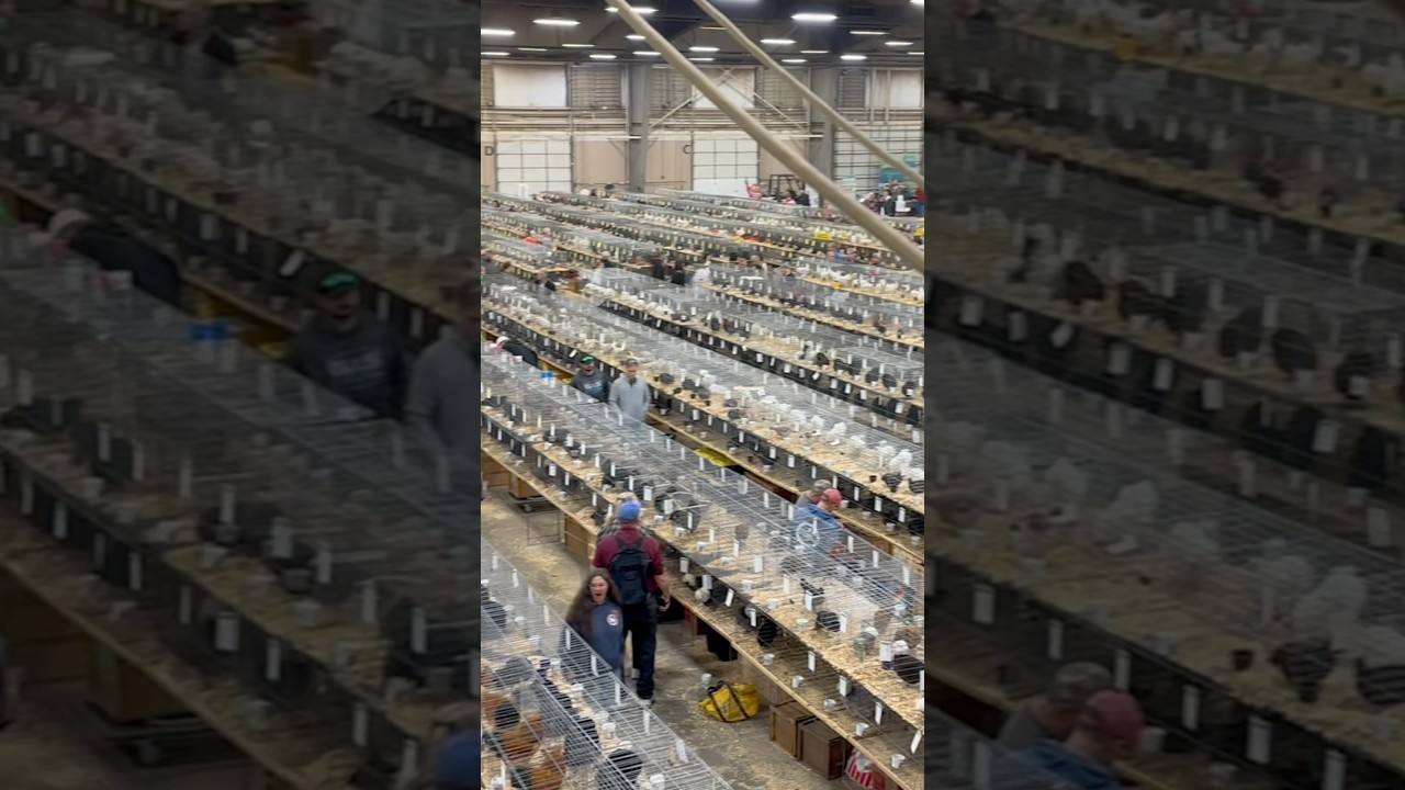 Poultry enthusiasts converge at the Ohio Nationals Poultry Show!