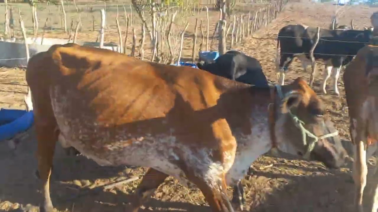 Amanhã dia de por a garrotada no pasto com fé em Deus.,