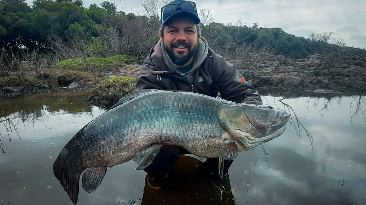 Tararira Gigantesca en Uruguay 😳🇺🇾 | Pesca Tarariras Uruguay 🎣♻️