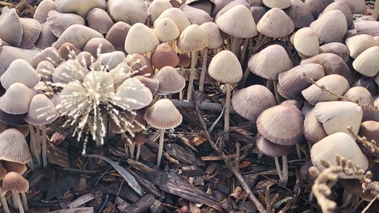 Millions of Mushrooms growing in my chips