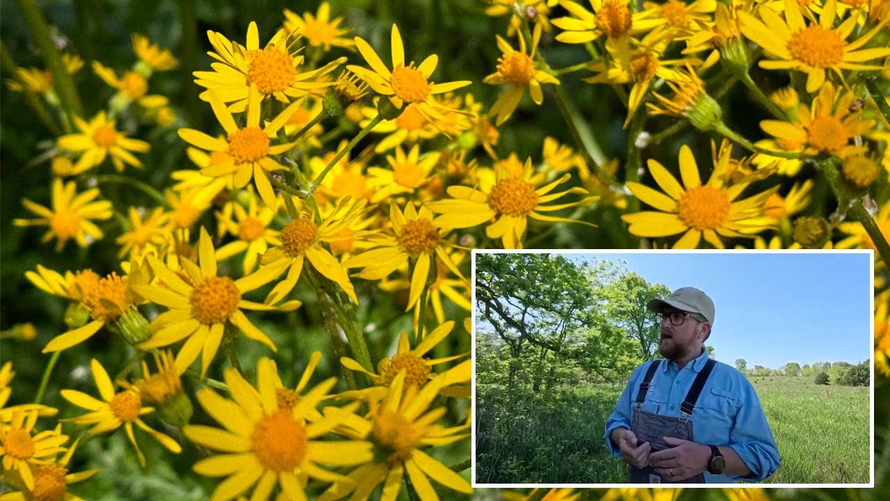 Early Summer Blooms - Virtual Hike to Big Bull Creek