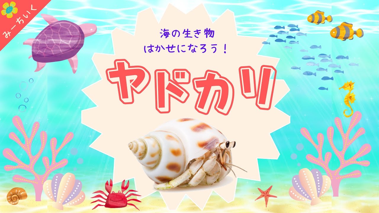 【知育動画】ヤドカリについて知ろう!!〜海の生き物博士になろうシリーズ〜3歳/4歳/5歳/6歳/