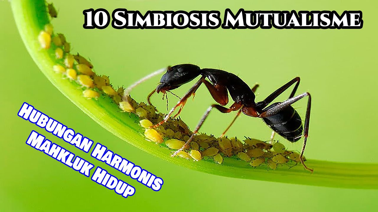 10 Contoh Simbiosis Mutualisme Pada Mahkluk Hidup, Hubungan Yang Saling Menguntungkan