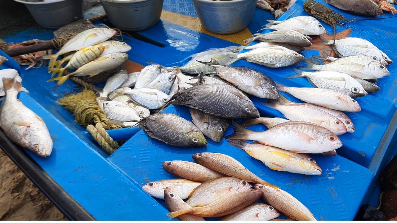 💥🍤கோவளம் மீன் சந்தை| Kovalam Fish Market#kasimedufishmarket #kovalam#kovalambeach
