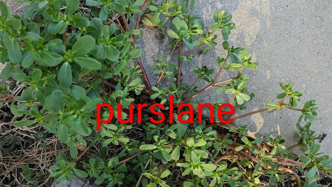 let's talk about a little plant called Purslane .