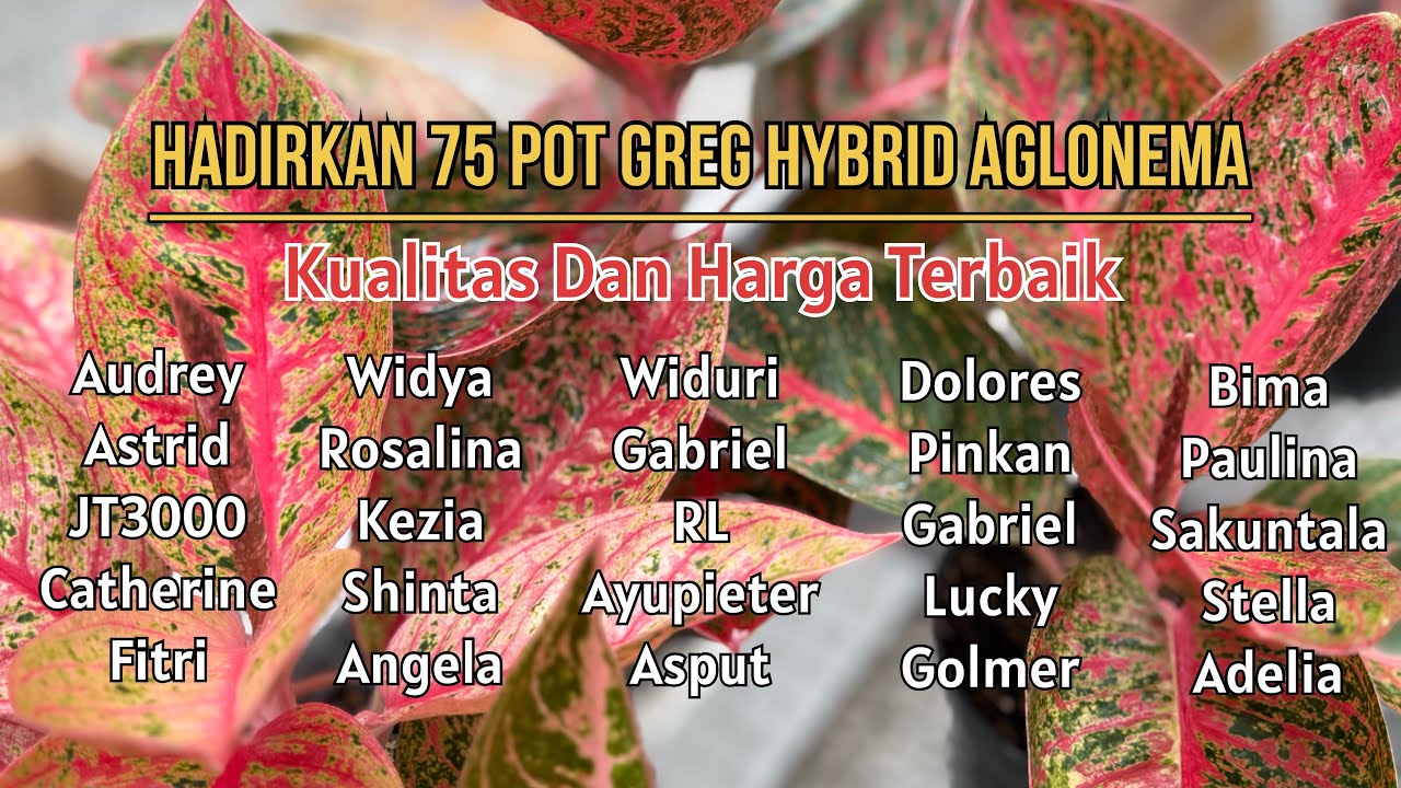 ❗️GREG HYBRID❗️Hadirkan 75 Pot Aglaonema