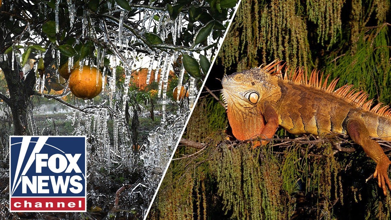 Florida helps save more than 2,000 'cold-stunned' iguanas during freeze