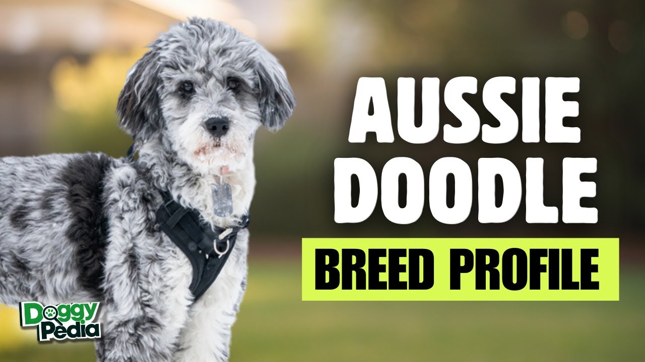 Aussiedoodle 101: Everything You Need to Know About These Smart, Fluffy Dogs