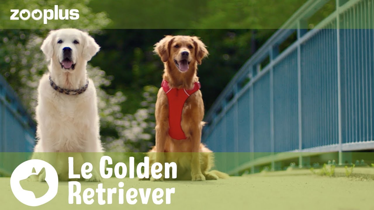 Portrait du Golden Retriever : le parfait chien de famille ? | Magazine zooplus
