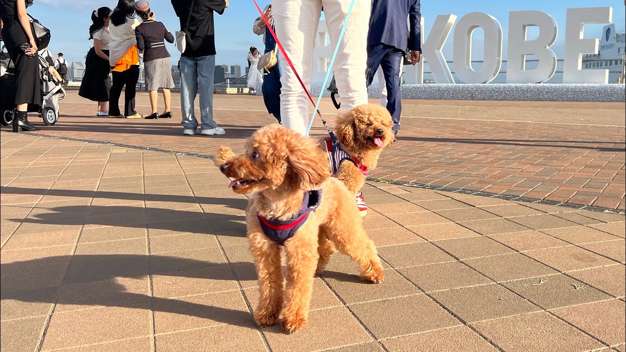 🇯🇵にいた頃の過去動画🍀小さかった愛犬がここまで成長🐶✨そしてまさかの新入り登場…！？