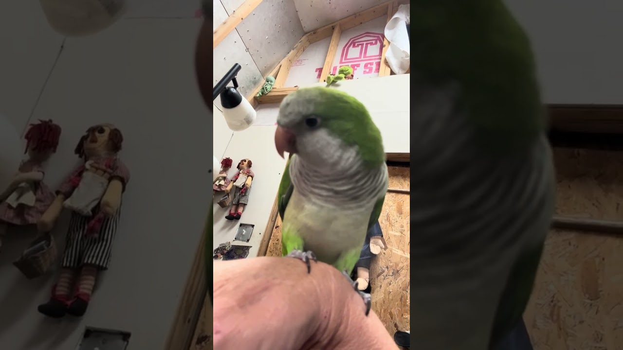 Squeak The Rescued Quaker ￼Parrot