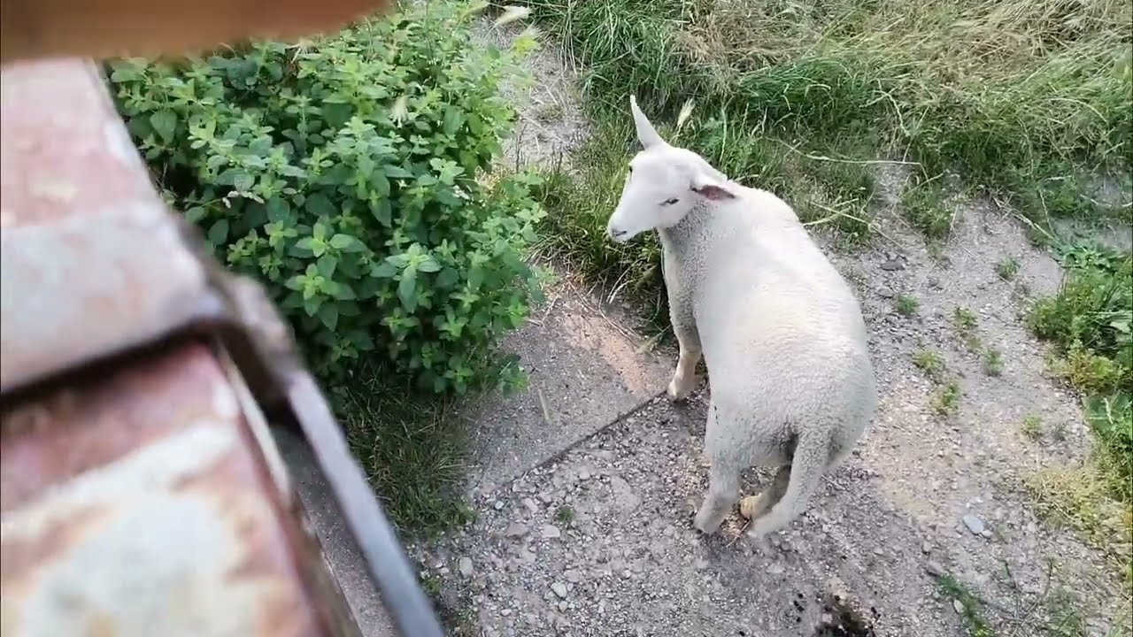 Belie petite voisine en route pour la ferme.